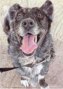 DedicatedDog