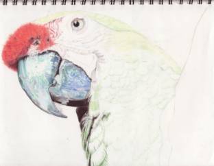 Bird in progress