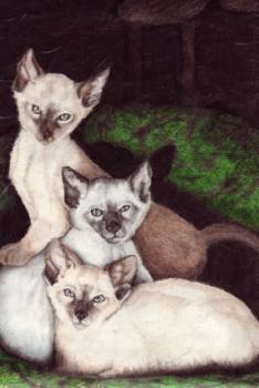 SiameseCats